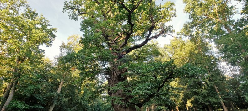 Methusalem-eik in het Nationaal Natuurmonument Ivenacker Eichen, &copy; Sebastian Haerter