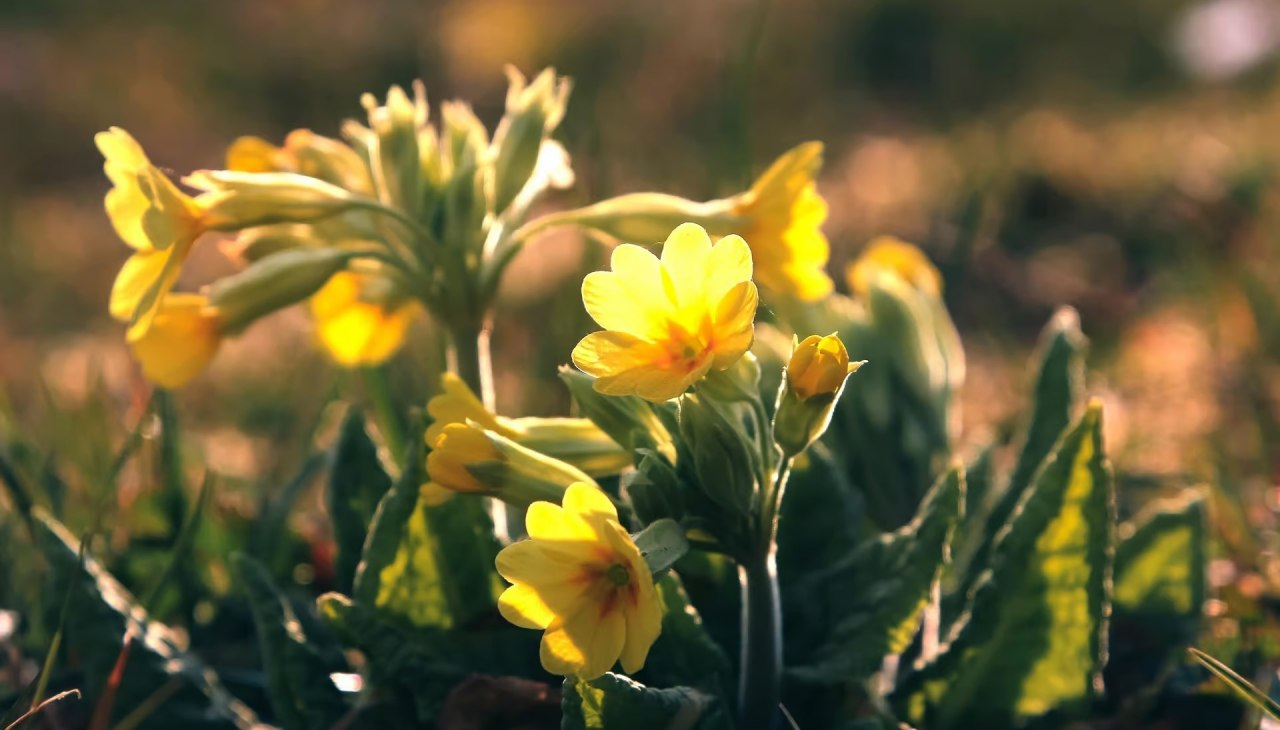 On the trail of spring, &copy; Gemeinde Ostseebad Glowe