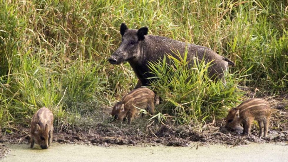 Wilde zwijnen zijn overdag in Wildtierland., © Deutsche Wildtier Stiftung