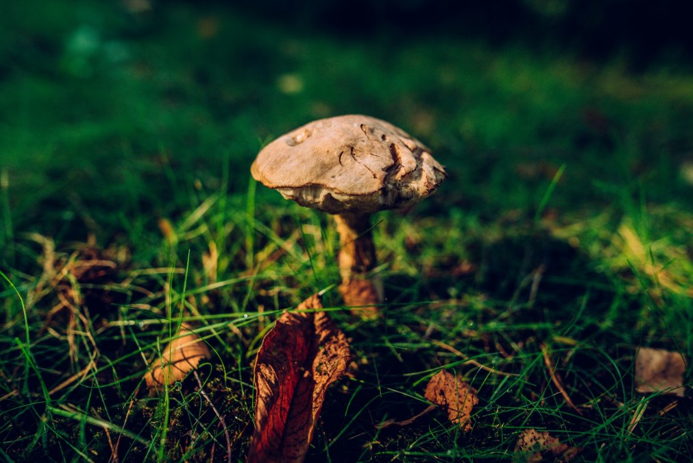 Krajobraz smakuje dobrze - grzybowa wędrówka przez Prorę, © Binzer Bucht Tourismus