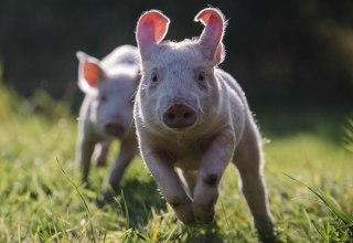 &copy; Stiftung Tiernothilfe