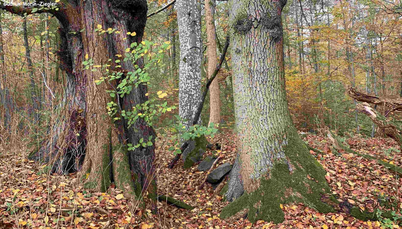 Ukryte życie naszych drzew, &copy; Marin-Ziegler