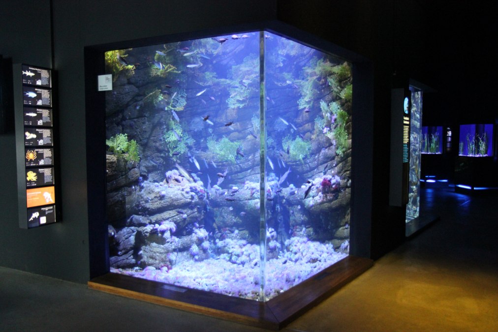Getijdenbekken (Foto: OZEANEUM Stralsund), © Deutsches Mmeeresmuseum