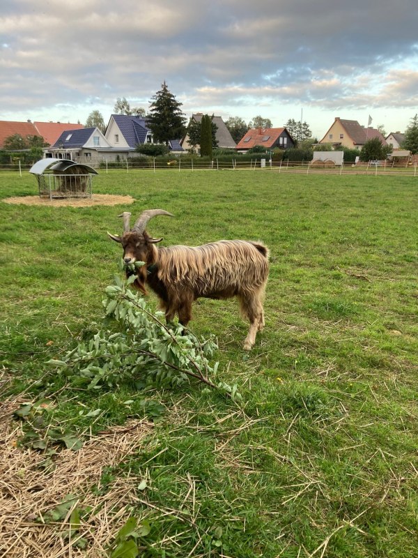 Goat on the Eierbaron farm in Freest. // &copy; Henry Sch&ouml;nrock