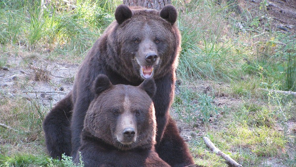 De bruine beren Fred en Frode behoren tot de favorieten van de bezoekers, © Wildpark-MV
