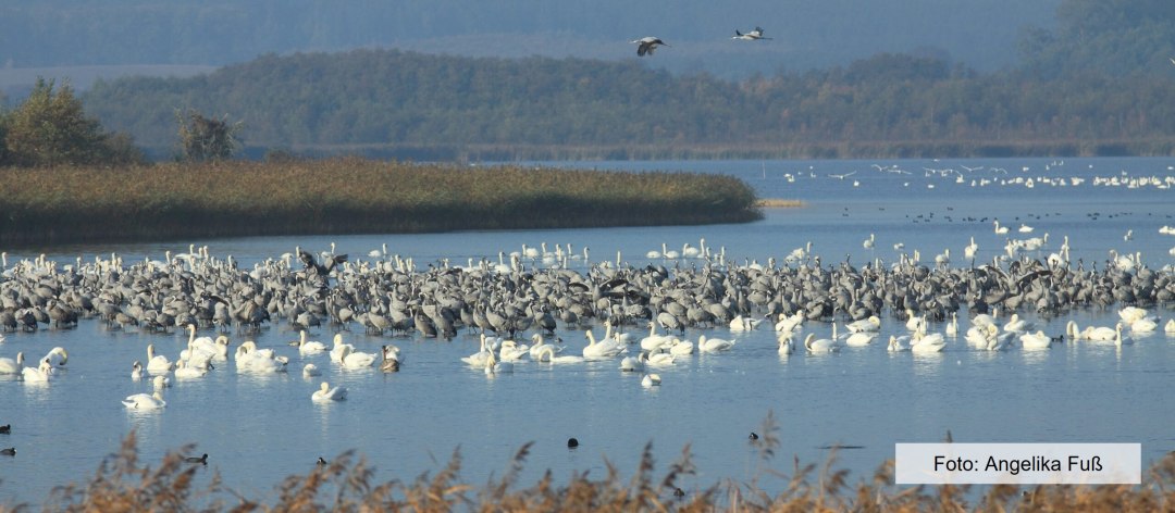 Ptaki odpoczywające w jeziorze Galenbeck, © Angelika Fuss