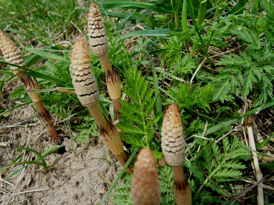 Wędrówka po grzybach w nadmorskim lesie, © Ackerschachtelhalm.jpg