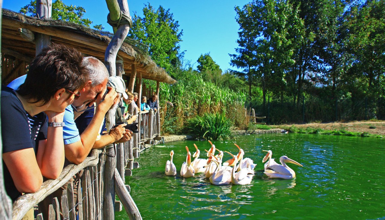 Pelikaan voedert zich in Marlow Bird Park, © Vogelpark Marlow