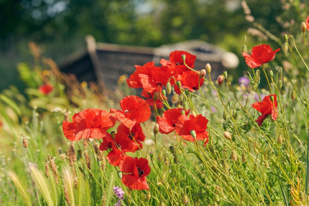 20230610-Neuensien-06-Foto-ChBurwitz, &copy; KV