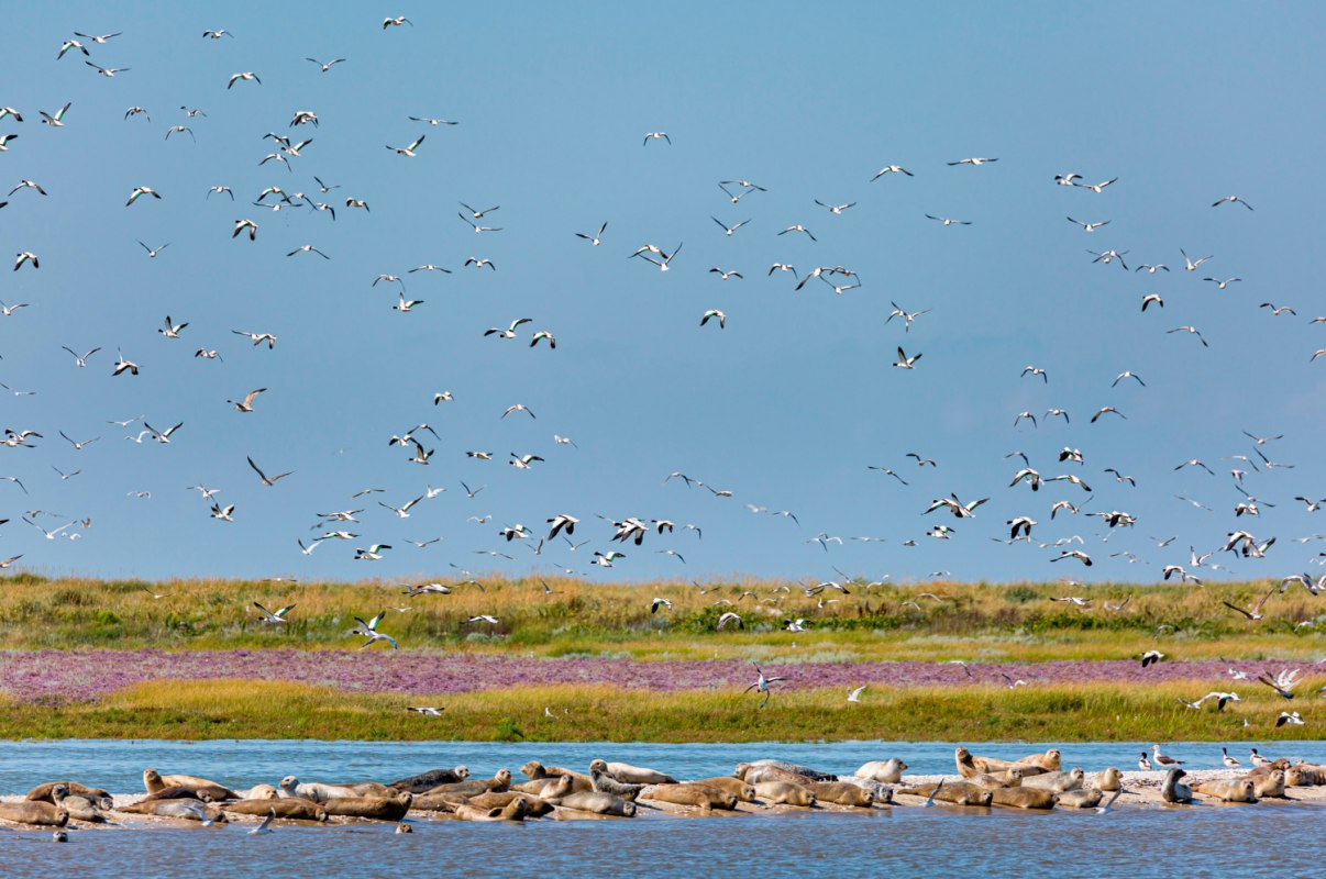 Zeehonden op een zandbank, &copy; Martin Stock
