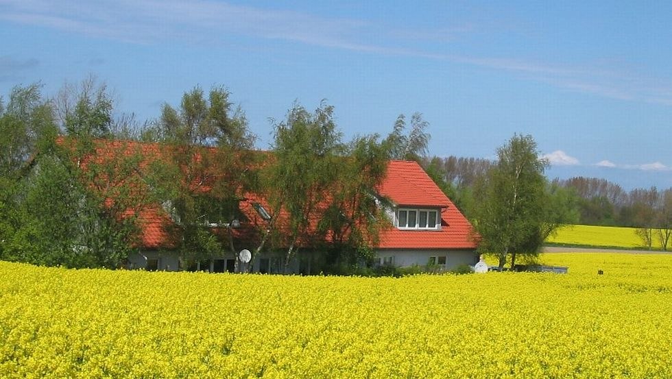 Een bed in het koolzaadveld bij Ostseepension Rerik, © Ostseepension Rerik