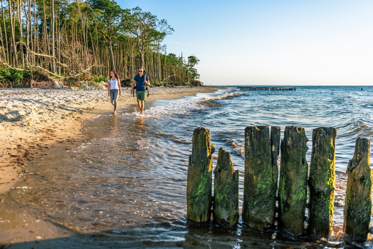 Coastal forest in Graal-M&uuml;ritz // &copy; TMV/Tiemann