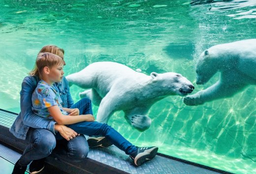 Kind met moeder kijkt naar twee zwemmende ijsberen achter glas in het Polarium in de dierentuin van Rostock.