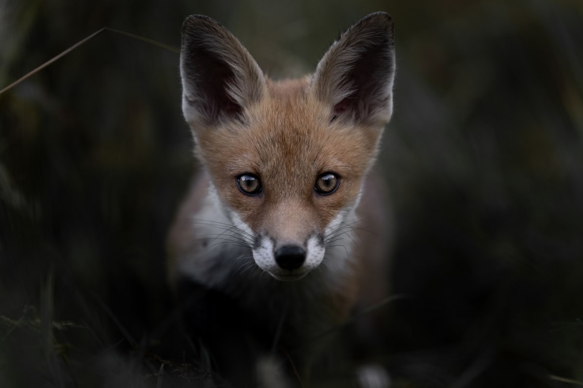 © Vincent Munier © Vincent Munier