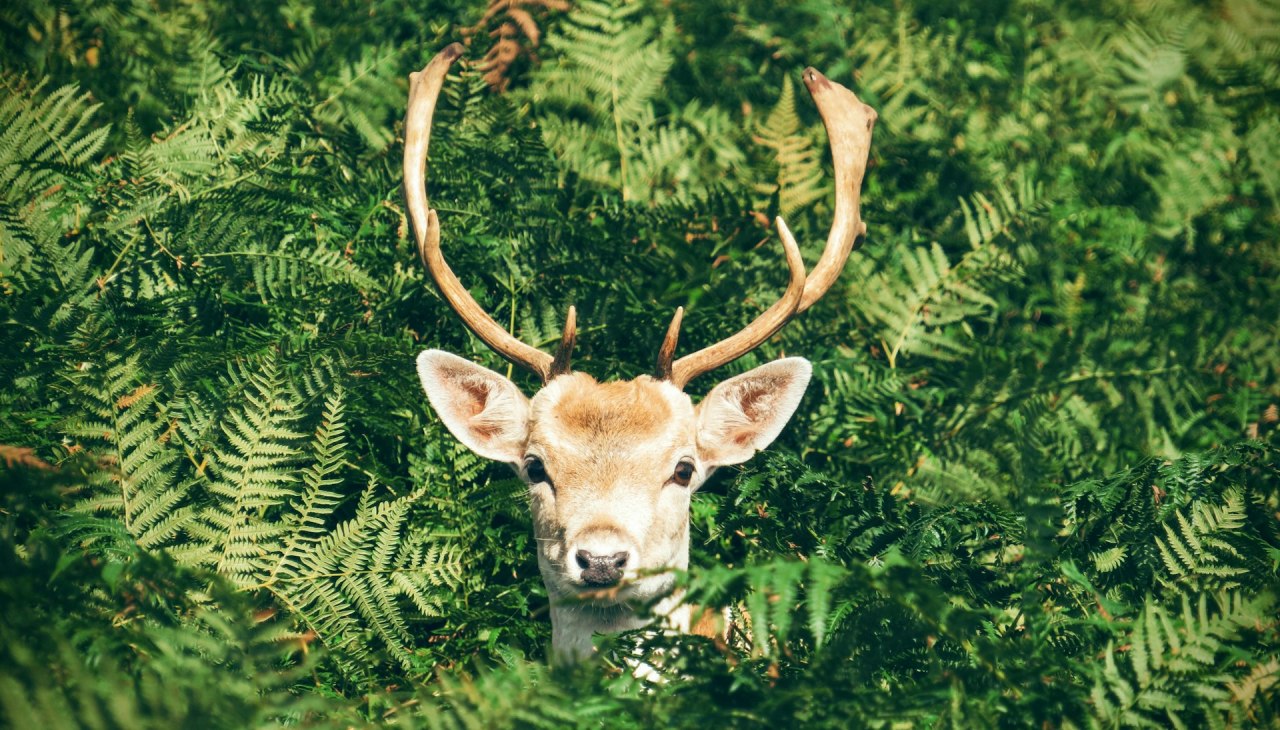 Natuur- en wildweek in Graal-Müritz | 17 - 24 oktober 2025, © Foto von Chris Greenhow auf Unsplash