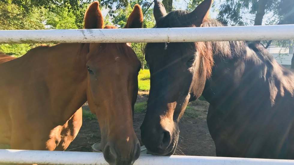 The country house is located in the immediate vicinity of the stud farm Nordvorpommern. // &copy; Susanne Br&uuml;ning