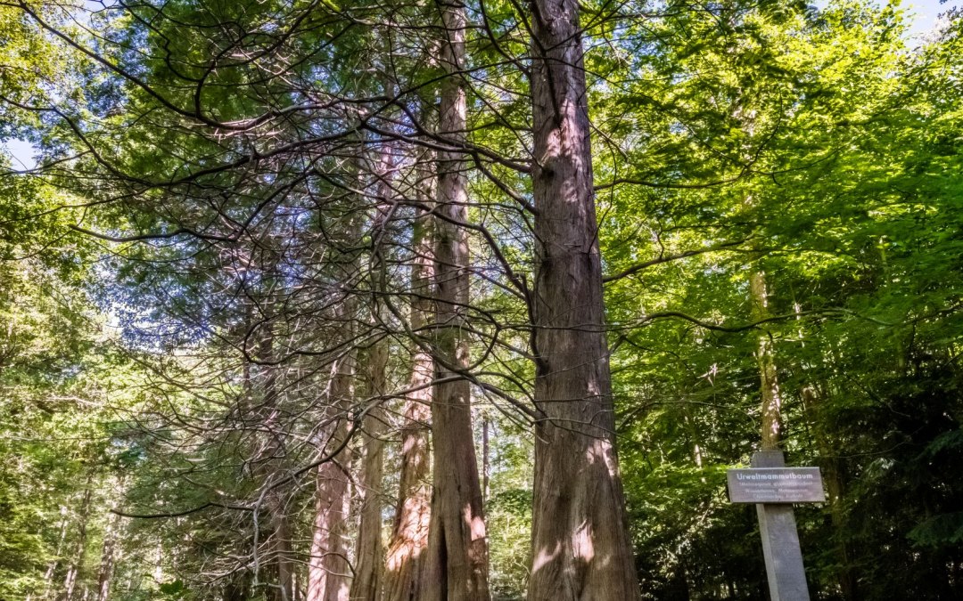Sequoia's in Osterwald Zingst, © TMV_Tiemann