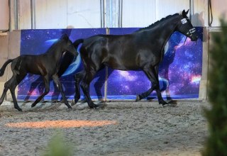 Mare performance test Bernstein rider, &copy; de