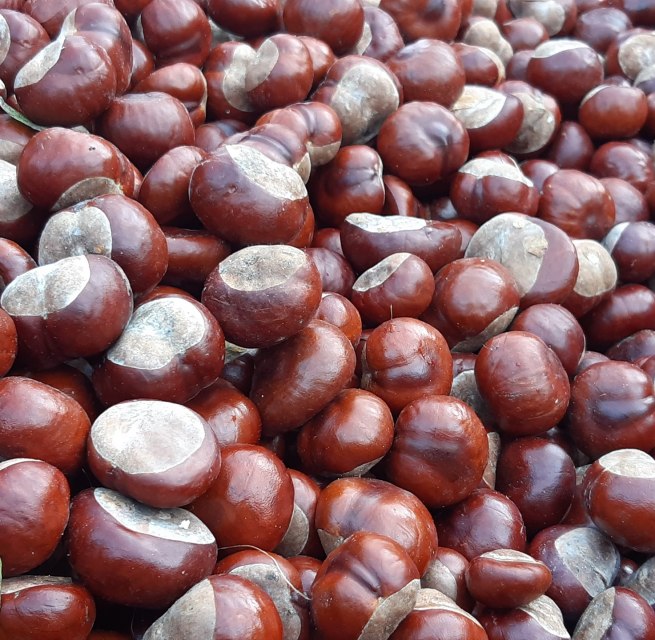 Kastanien // &copy; Helen Andrews