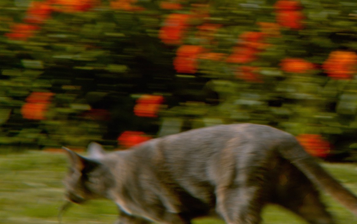 &copy; Courtesy: Adriana Ramić.