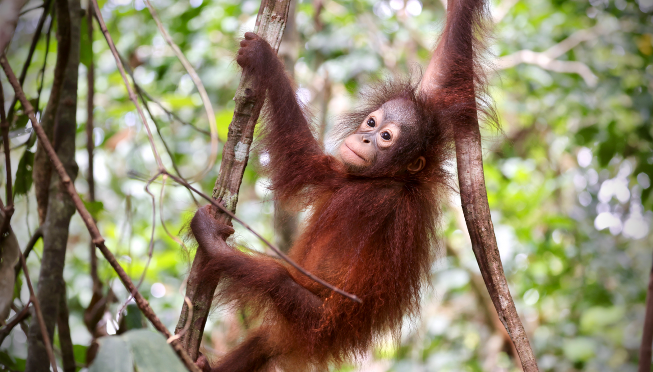 Orang-Utans_DarsserNatureFilmFestival_VD, © Deutsche Naturfilmstiftung