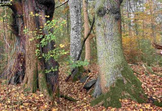 Het verborgen leven van onze bomen // &copy; Marin-Ziegler