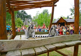 Lemurenfütterung im Vogelpark Marlow // © Vogelpark Marlow Lemurenfütterung im Vogelpark Marlow // © Vogelpark Marlow