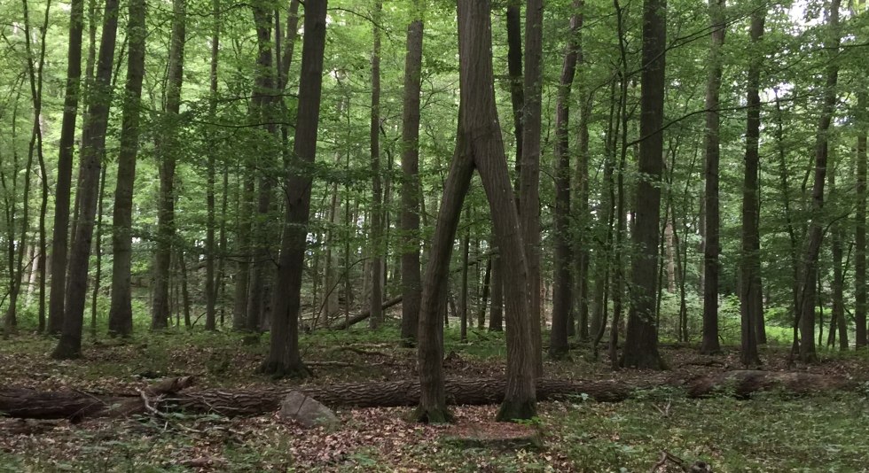 Wycieczka rowerowa Hohenzieritz - Rosenholz // &copy; Otto Woit