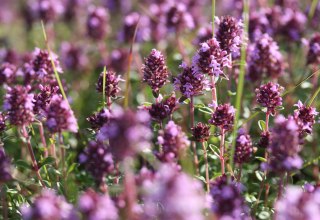 © Gudrun Marin-Ziegler © Gudrun Marin-Ziegler