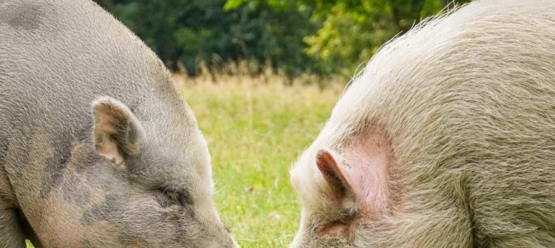 &copy; Land der Tiere