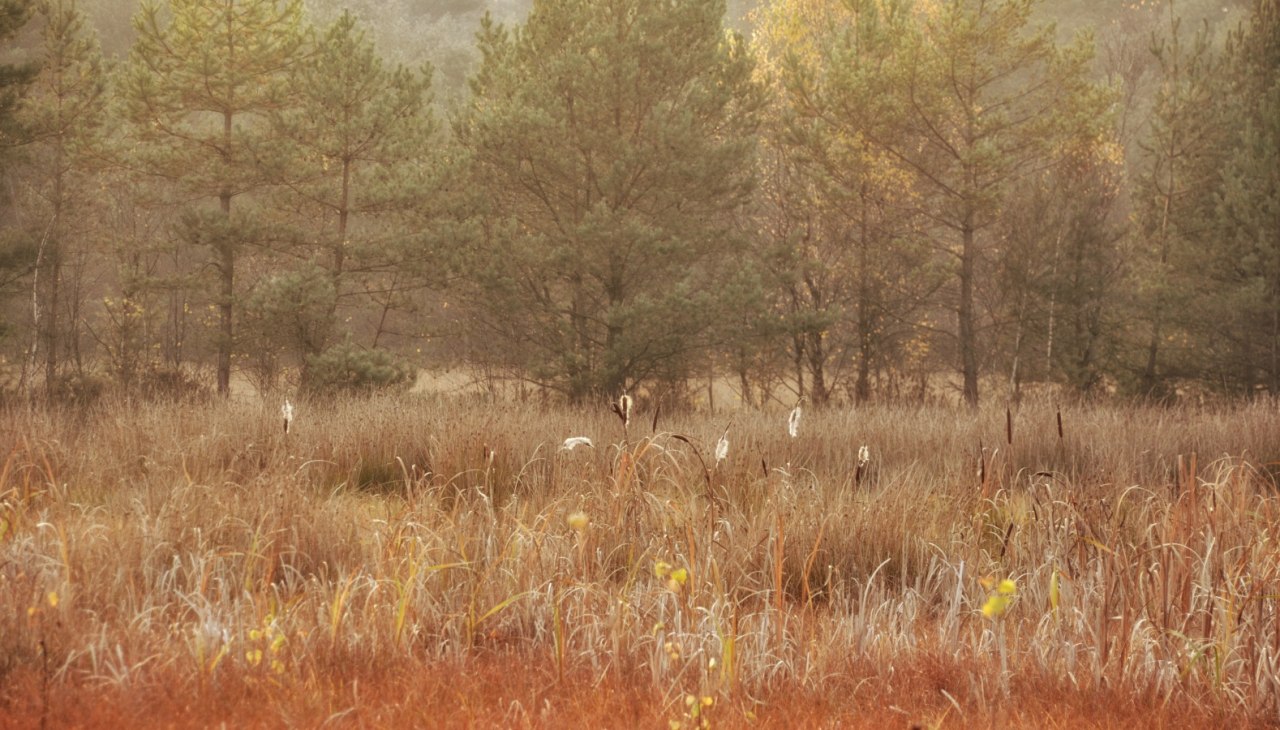 Wrzosowiska Grambow jesienią, © Tourismusverband Mecklenburg-Schwerin