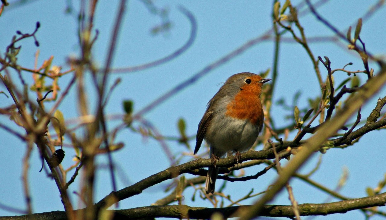 Robin, &copy; F. Schmidt
