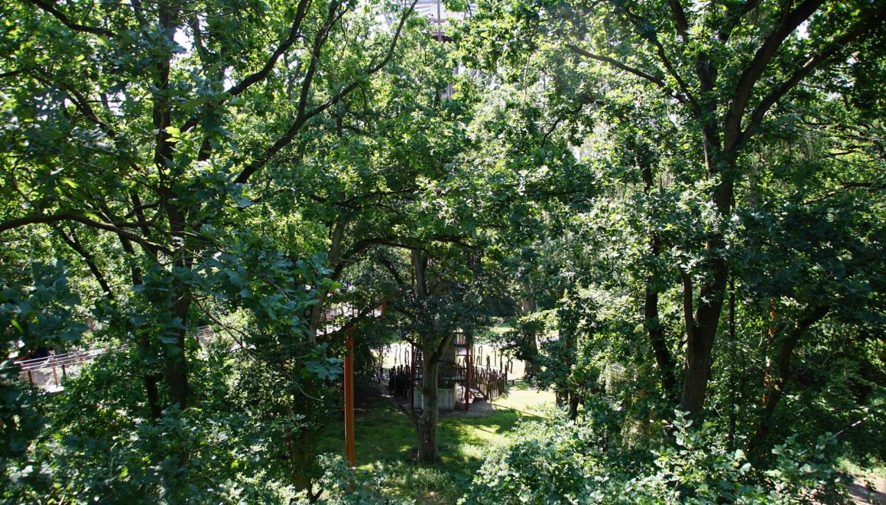 baumkronenpfad-im-hutewald_, © Landesforst MV
