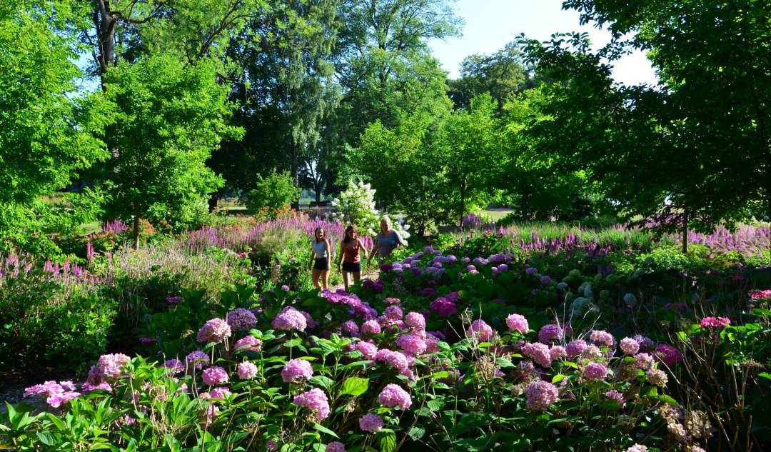 In summer visitors are enchanted by the hydrangea paradise, © Kurverwaltung Feldberger Seenlandschaft In summer visitors are enchanted by the hydrangea paradise, © Kurverwaltung Feldberger Seenlandschaft