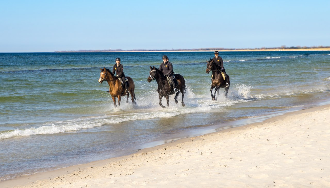 strandritt_trakehner_2, © bernsteinreiter