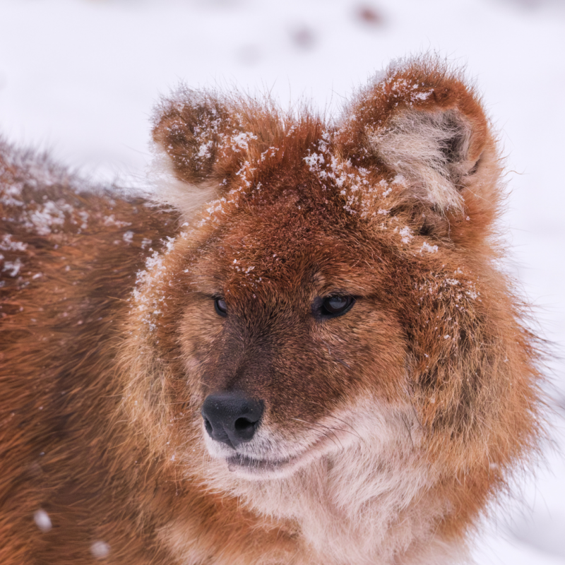 Winter safari at Schwerin Zoo. Get to know the zoo and its inhabitants after regular closing time on an exclusive winter safari. // © Zoo Schwerin Winter safari at Schwerin Zoo. Get to know the zoo and its inhabitants after regular closing time on an exclusive winter safari. // © Zoo Schwerin