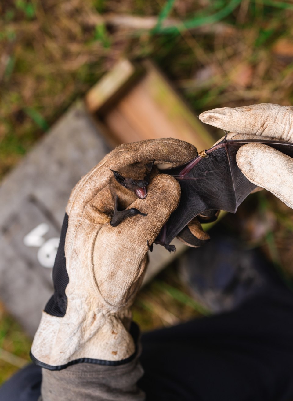 A bat is being held carefully with thick work gloves, its wings spread out, with the forest floor in the background.