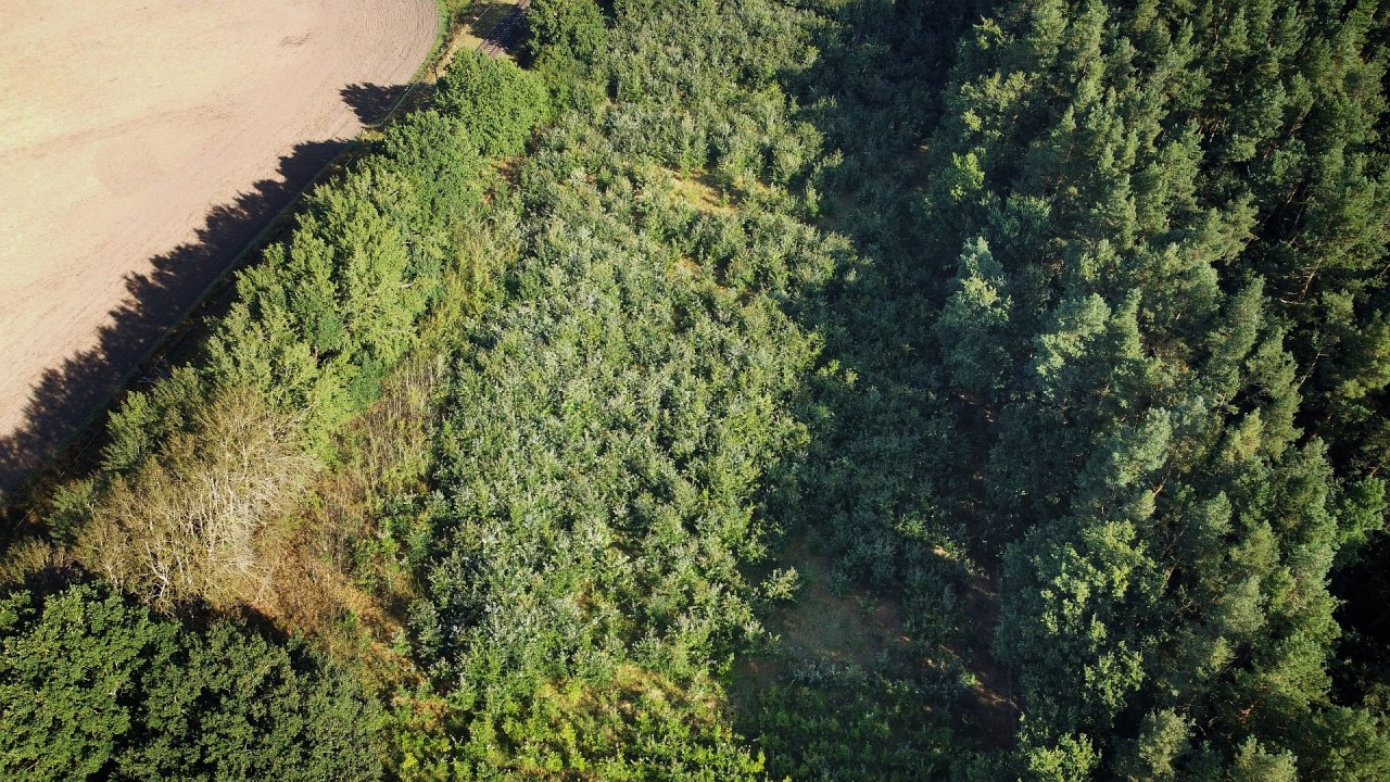 Klimatyczny las Bad Kleinen // © Landesforst MV Klimatyczny las Bad Kleinen // © Landesforst MV