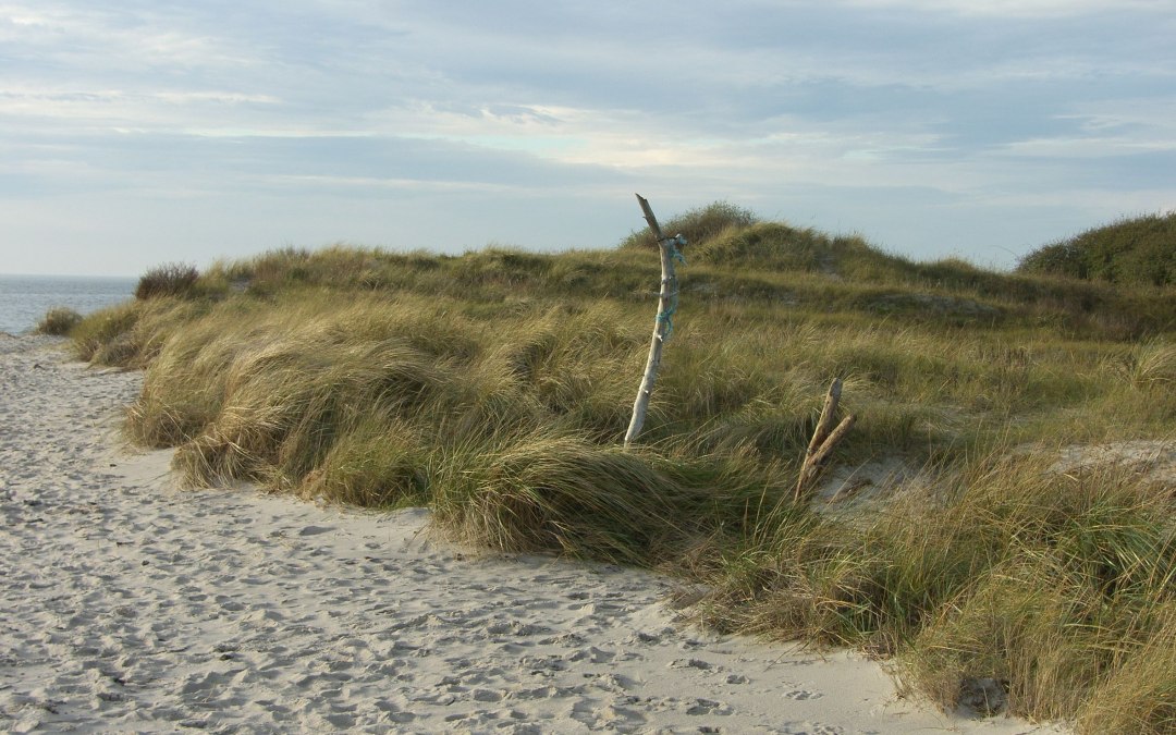 thiessow_strand-3, © Biosphärenreservatsamt Südost-Rügen