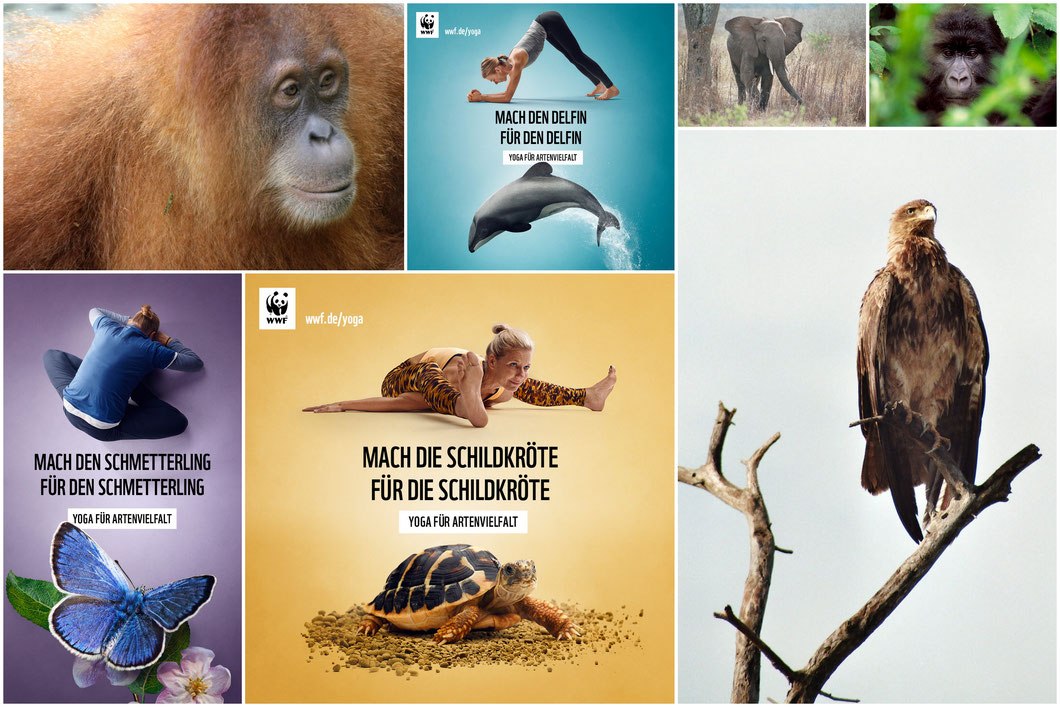 © WWF & Simone Utler © WWF & Simone Utler