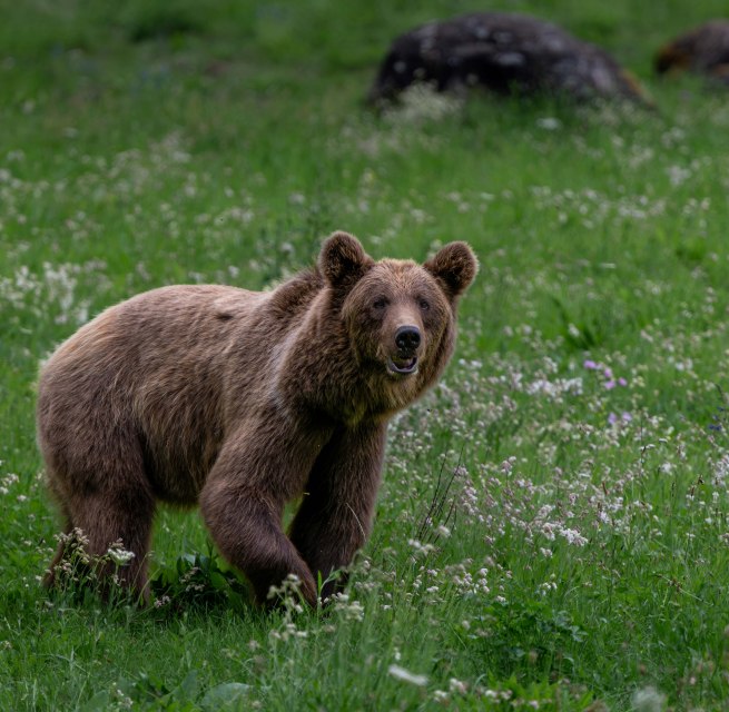 Brown bear Dasha in the B&Auml;RENWALD M&uuml;ritz // &copy; B&Auml;RENWALD M&uuml;ritz | Riccardo und Marie Maywald