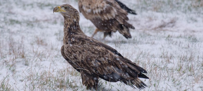 Young white-tailed eagle, &copy; Hermann Roth