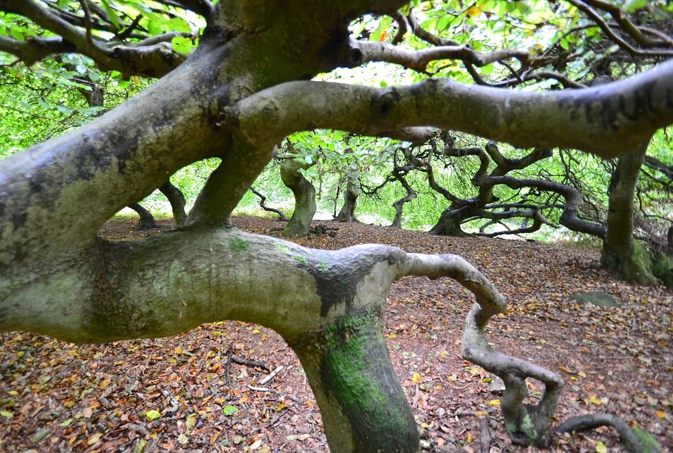 Kreupele beuken in Semper Forest Park, © Tourismuszentrale Rügen