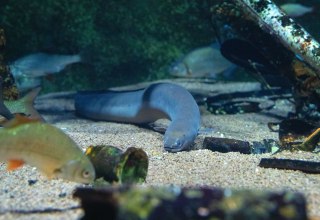 Im Aquarium &bdquo;Stralsunder Hafenbecken&ldquo; im OZEANEUM kann der Europ&auml;ische Flussaal gut beobachtet werden. // &copy; Anke Neumeister/Deutsches Meeresmuseum