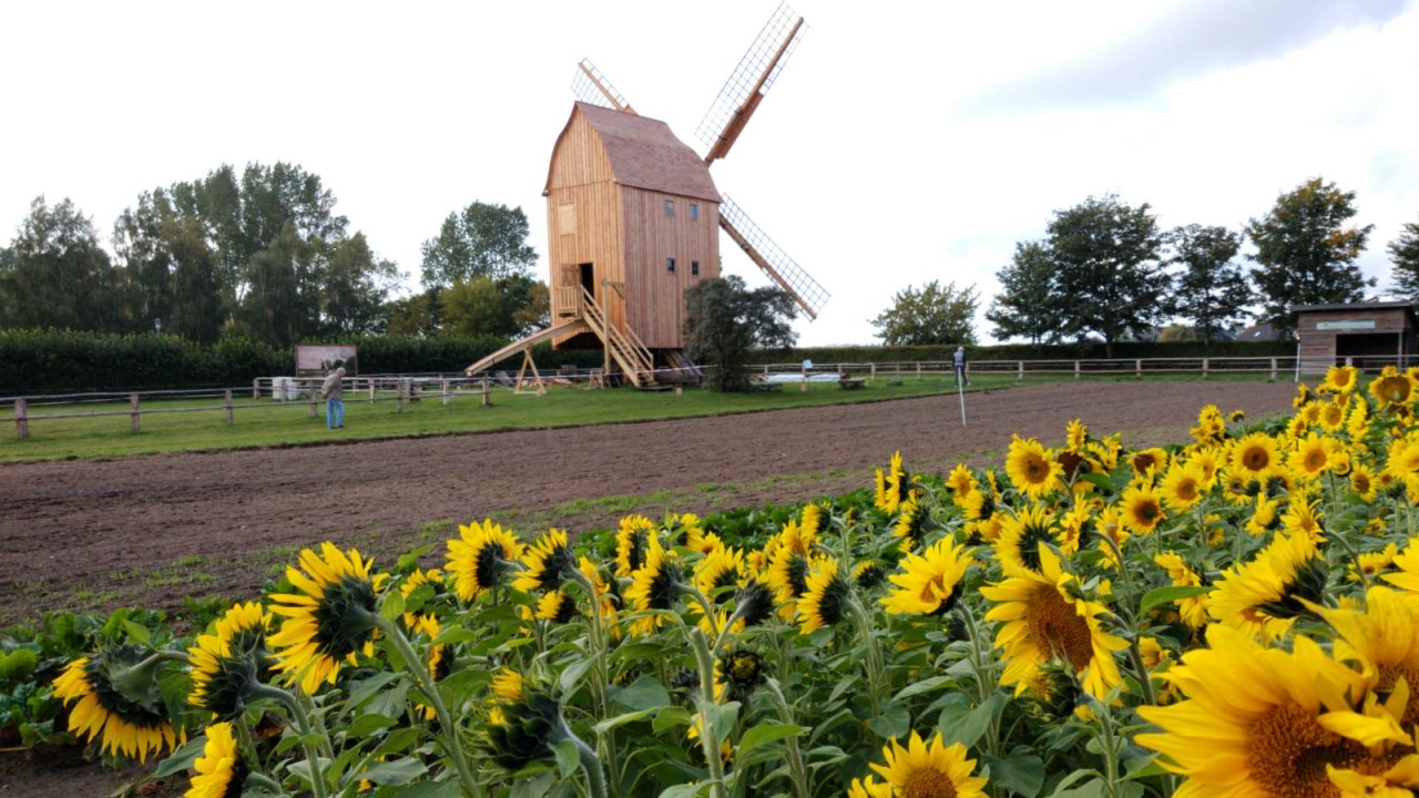De laatste schraagmolen in de regio staat in het openluchtmuseum Klockenhagen. // © Freilichtmuseum Klockenhagen De laatste schraagmolen in de regio staat in het openluchtmuseum Klockenhagen. // © Freilichtmuseum Klockenhagen