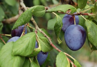 Plum tree, © brumarotta Plum tree, © brumarotta