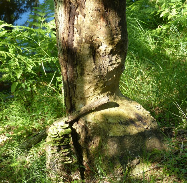 gnawed tree on the Radebach // © Naturpark Sternberger Seenland gnawed tree on the Radebach // © Naturpark Sternberger Seenland