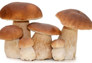 &copy; 35979-Pilz_Shutterstock[1].jpg
