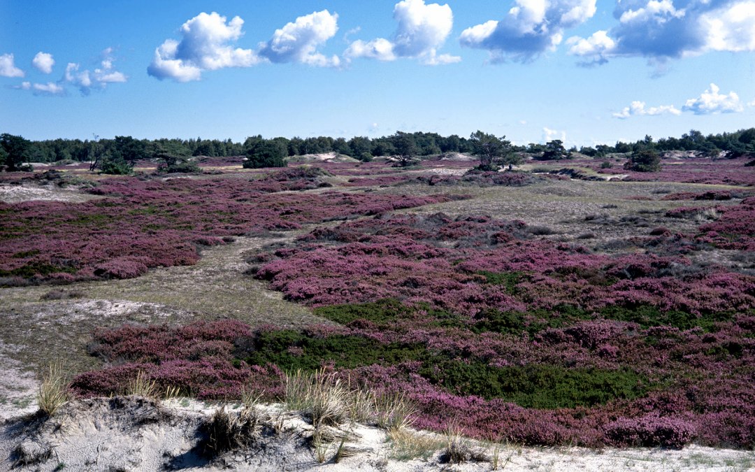Heidebloesem op Hiddensee, © NPA Vorpommern