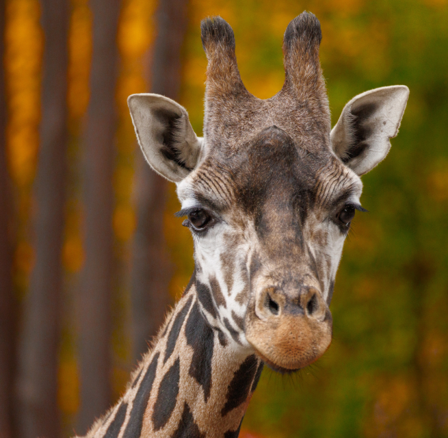 &copy; Zoo Schwerin